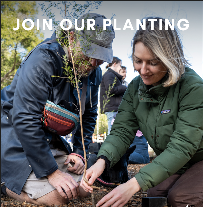 Forbes National Tree Day